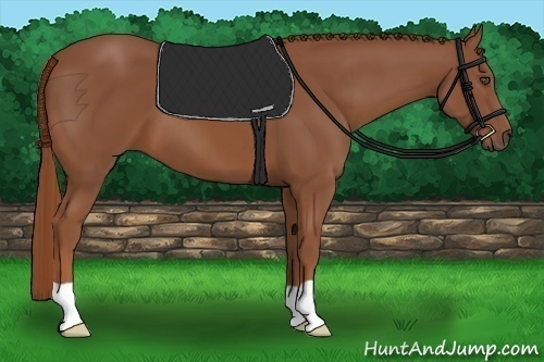 Horse Color:Unknown 