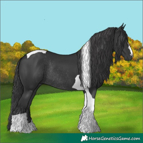 Horse Color:Black Tobiano Rabicano 