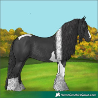 Horse Color:Black Tobiano Rabicano