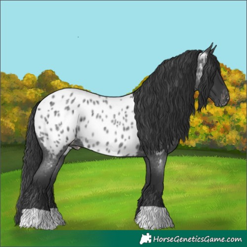 Horse Color:Blue Roan Appaloosa 
