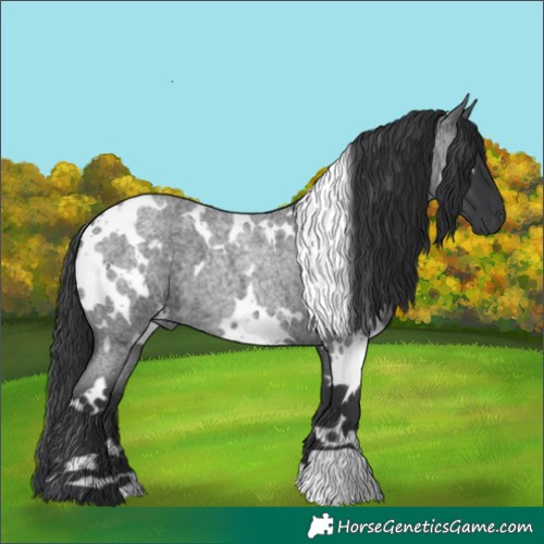 Horse Color:White Spotted Blue Roan