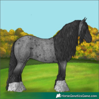 Horse Color:Blue Roan