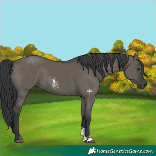 Horse Color:Grullo Sabino 