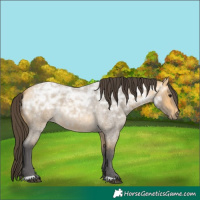 Horse Color:Buckskin Ice Roan 