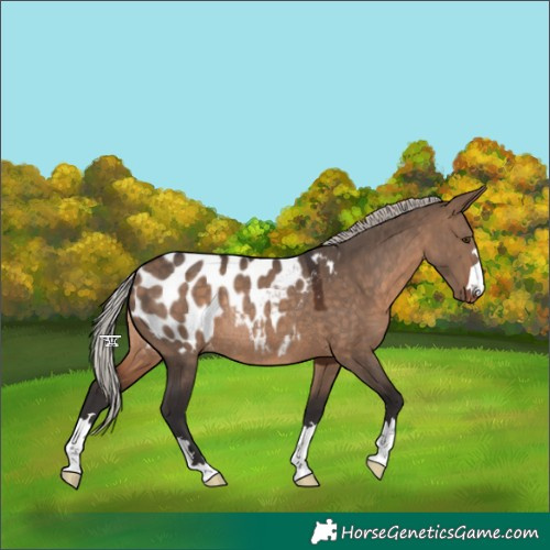 Horse Color:Silver Brown Dun Appaloosa Rabicano 
