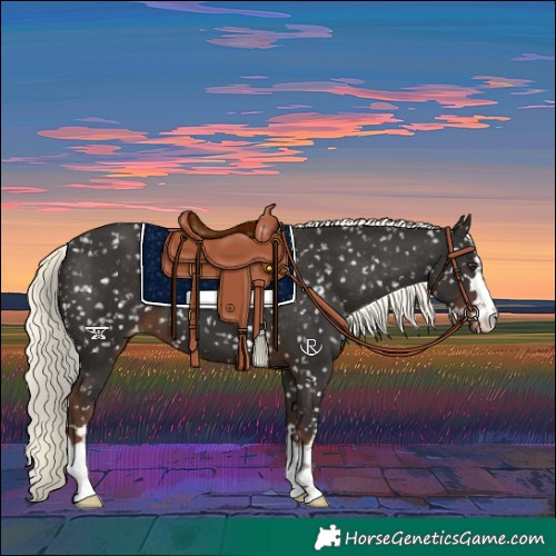 Horse Color:Liver Chestnut Mushroom Appaloosa