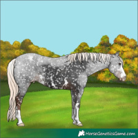 Horse Color:Liver Chestnut Mushroom Appaloosa 