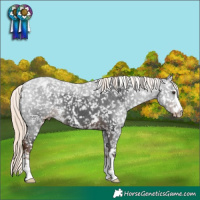 Horse Color:Liver Chestnut Mushroom Appaloosa