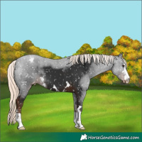 Horse Color:Liver Chestnut Mushroom Appaloosa 