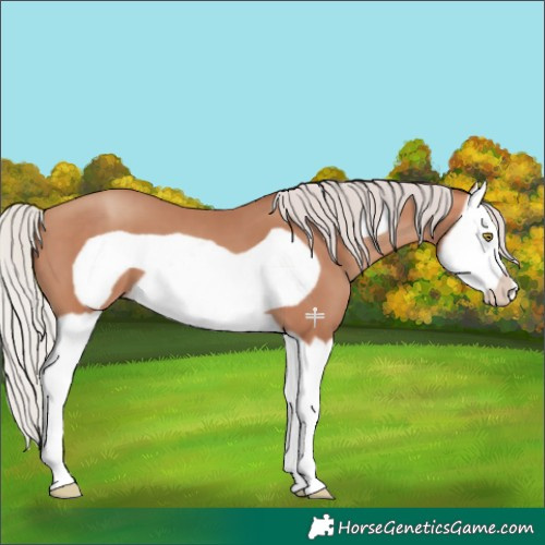 Horse Color:Silver Sable Champagne Splash Frame 