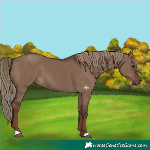 Horse Color:Liver Red Dun 