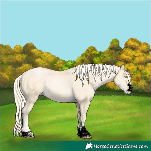 Horse Color:Void Gold Cream Champagne Pearl Dun