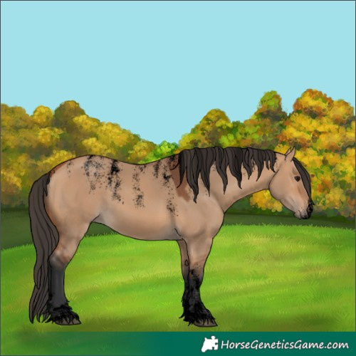 Horse Color:Powder White Void Bay Dun 