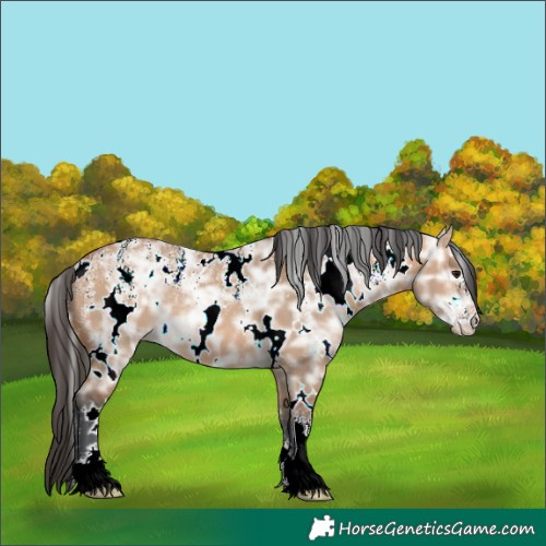 Horse Color:Powder White White Spotted Bay Ice Dun Rabicano 