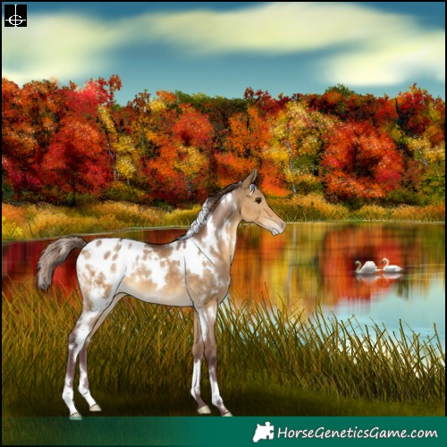 Horse Color:White Spotted Chocolate Buckskin Dun Appaloosa 