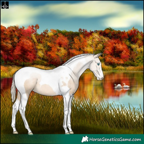 Horse Color:Chocolate Palomino Pearl Dun Tobiano 