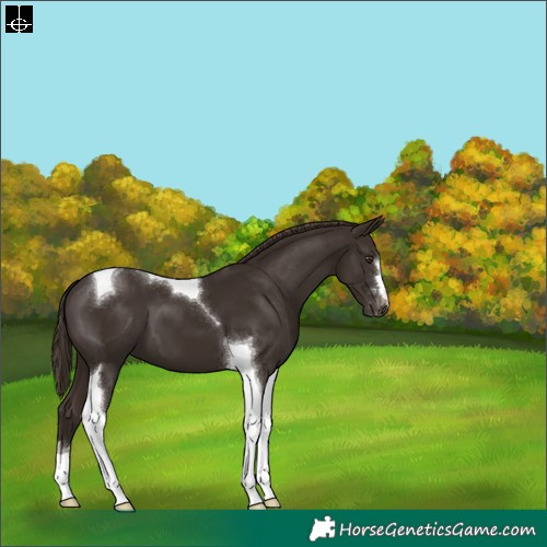 Horse Color:Liver Chestnut Tobiano Appaloosa 