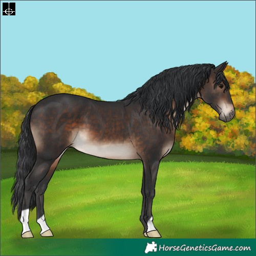 Horse Color:Brown 