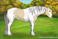 Horse Color:Classic Champagne Dun Splash Tobiano