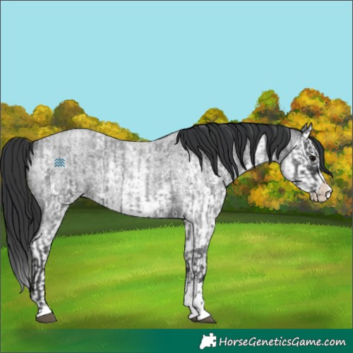 Horse Color:Blue Roan Sabino Splash and Blue Roan Sabino Splash