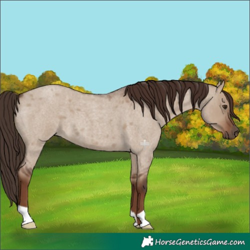 Horse Color:Liver Red Dun Roan 