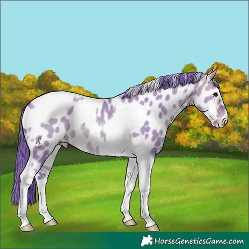Horse Color:Watercolor Bay Dun Tobiano Appaloosa