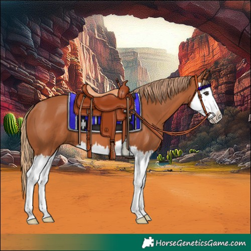 Horse Color:Chestnut Splash 