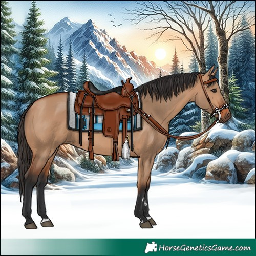 Horse Color:Bay Dun 