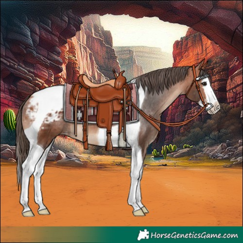 Horse Color:Bay Splash Tobiano Appaloosa 