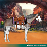 Horse Color:Gray Bay Splash