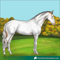 Horse Color:Silver Bay Dun Sabino Frame Appaloosa 