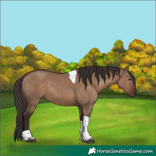 Horse Color:Liver Red Dun Tobiano Rabicano 