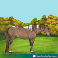 Horse Color:Liver Red Dun Tobiano Rabicano