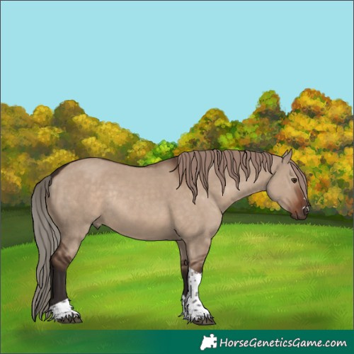 Horse Color:Liver Red Dun Tobiano Rabicano 