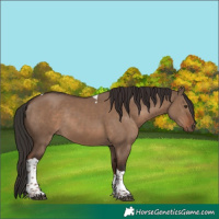Horse Color:Liver Red Dun Tobiano Rabicano