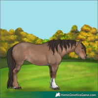 Horse Color:Liver Red Dun Tobiano Rabicano