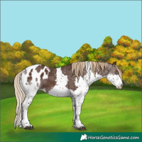 Horse Color:Liver Chestnut Splash Tobiano Appaloosa 