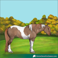 Horse Color:Liver Red Dun Tobiano Rabicano 
