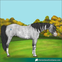 Horse Color:Blue Roan Sabino Splash and Blue Roan Sabino Splash