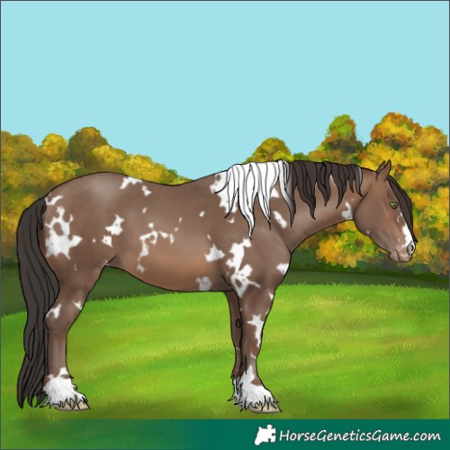 Horse Color:White Spotted Sable Champagne Appaloosa 