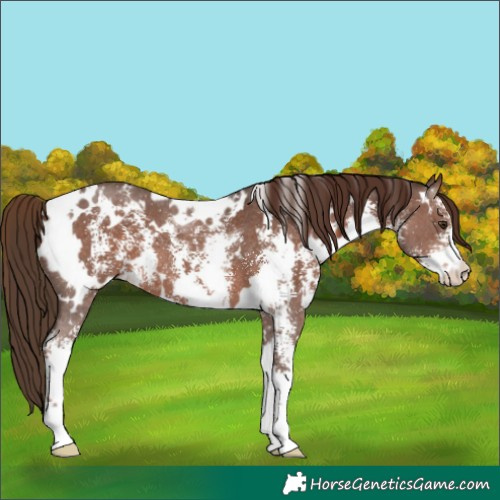 Horse Color:White Spotted Liver Chestnut Sabino 