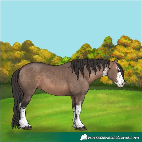 Horse Color:White Spotted Bay Dun Mushroom