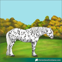 Horse Color:Liver Chestnut Mushroom Tobiano Leopard 