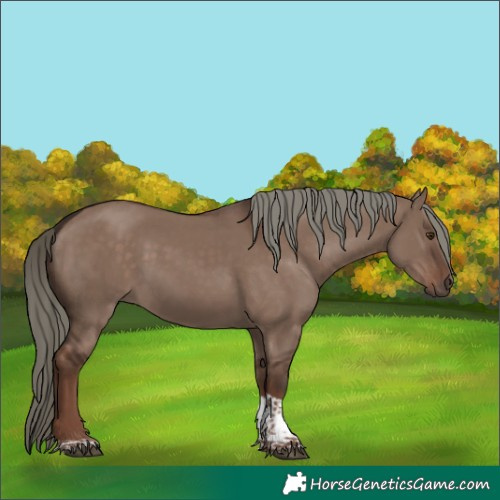 Horse Color:Liver Red Dun Mushroom Tobiano