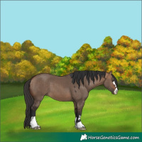 Horse Color:Bay Dun