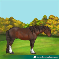 Horse Color:Liver Chestnut Tobiano