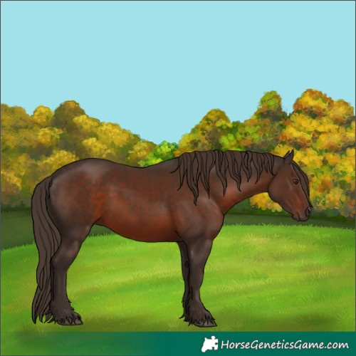 Horse Color:White Spotted Liver Chestnut