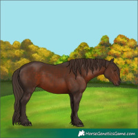 Horse Color:White Spotted Liver Chestnut 