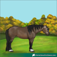 Horse Color:Gray Bay Dun 