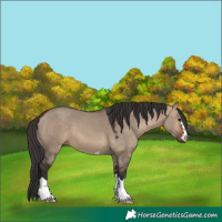 Horse Color:Brown Dun 